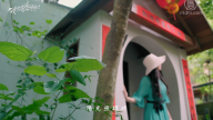 【我的音樂想想】黃金雨下蝴蝶夢