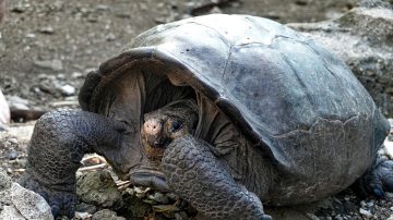 消逝112年 频绝种巨龟现身厄瓜多尔