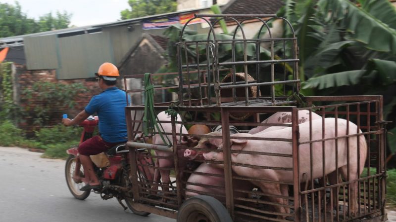 非洲猪瘟疫情扩大 越南增至7个省市沦陷