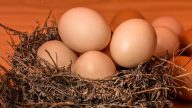 關於鷄蛋的事 新研究讓爭論戰火重燃