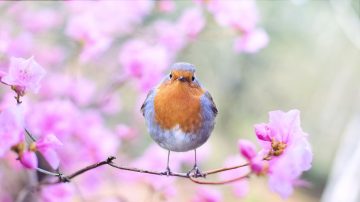 春分风物新 养生解春困