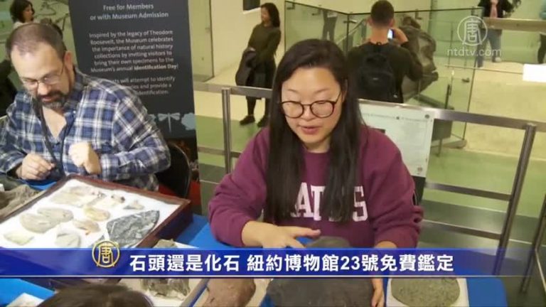 美國自然歷史博物館舉辦兒童化石鑑定日