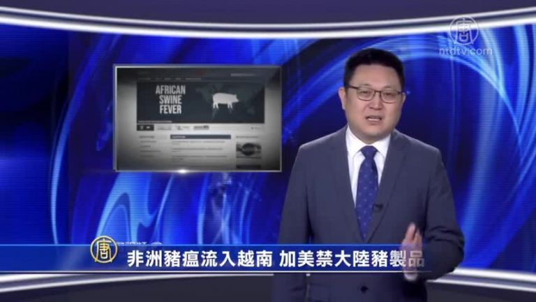 【微視頻】非洲豬瘟流入越南 加美禁大陸豬製品