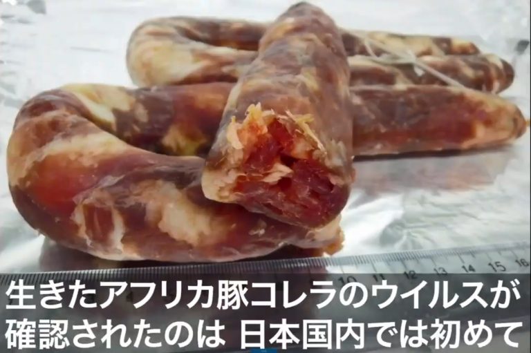 中國香腸被日本查出非洲豬瘟 是活體病毒