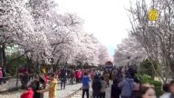 韩国镇海军港节开幕 36万株樱花怒放