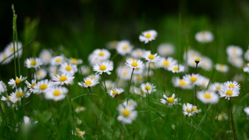 清明节与春天共享青春的节俗