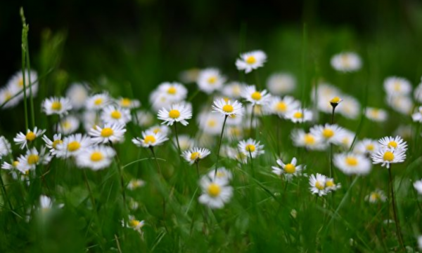 æ¸…æ˜ŽèŠ‚ä¸Žæ˜¥å¤©å…±äº«é'æ˜¥çš„èŠ‚ä¿— è¸é' è¡ç§‹åƒ æ‹