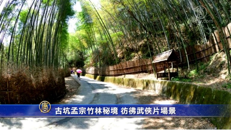 古坑孟宗竹林秘境 彷彿武俠片場景