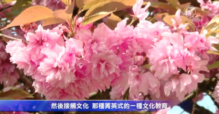巴黎公園賞櫻花 華人有感傳統文化及法國生活