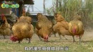 美麗心台灣：自創養殖工法 徐紫珊挑戰有機畜牧
