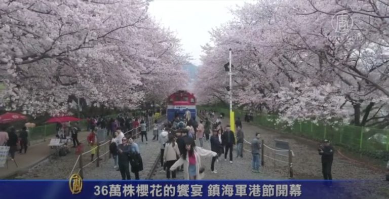 36萬株櫻花的饗宴 鎮海軍港節開幕