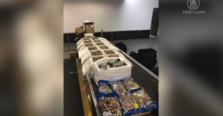 中國遊客走私800磅海鮮進美國 被開刑事傳票