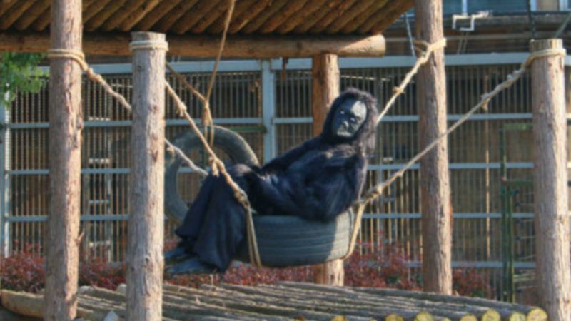 江苏动物园人扮“假猩猩” 游客：我花钱来看这个？