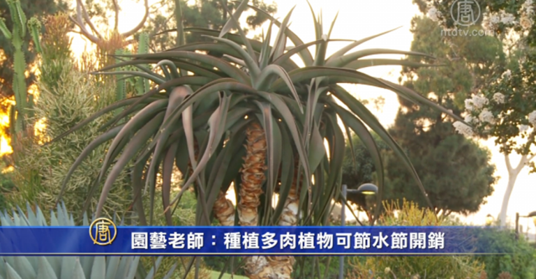 園藝老師：種植多肉植物可節水節開銷