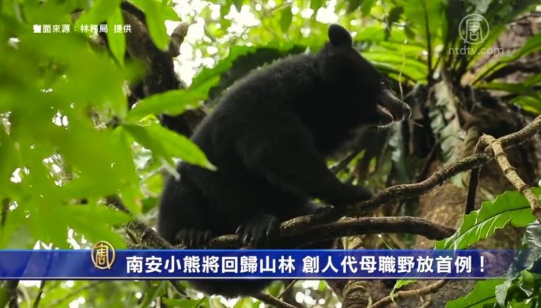 南安小熊將回歸山林 創人代母職野放首例！