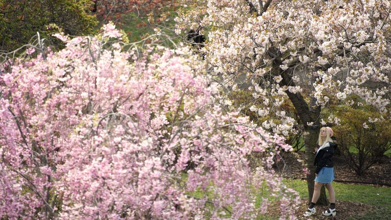 布魯克林植物園 櫻花盛開 遊客如織