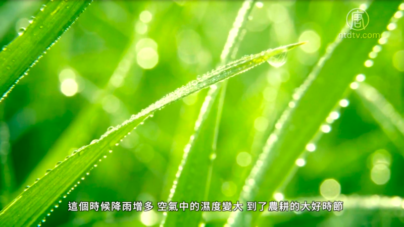 喝新茶 走百病 谷雨时节的传统习俗