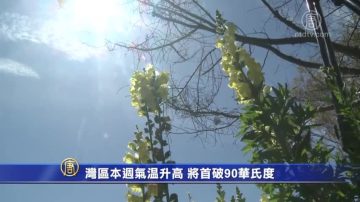 湾区本周气温升高 将首破90华氏度