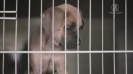 寵物培育廠養流程殘忍 紐約議員籲領養代替購買