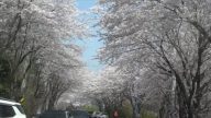 粉红的世界 花开集市樱花路