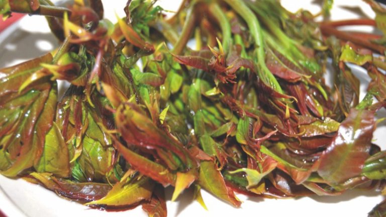 吃香椿炒鴨蛋中毒 重慶老漢器官衰竭險送命