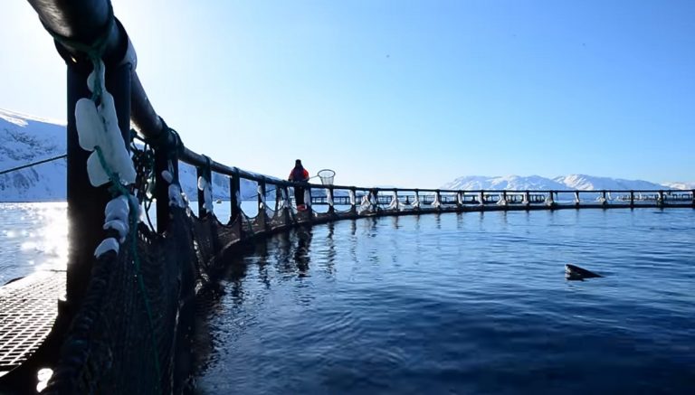 海藻蔓生 挪威養殖鮭魚損失4萬公噸