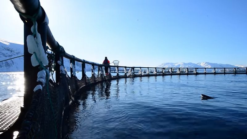 海藻蔓生 挪威养殖鲑鱼损失4万公吨
