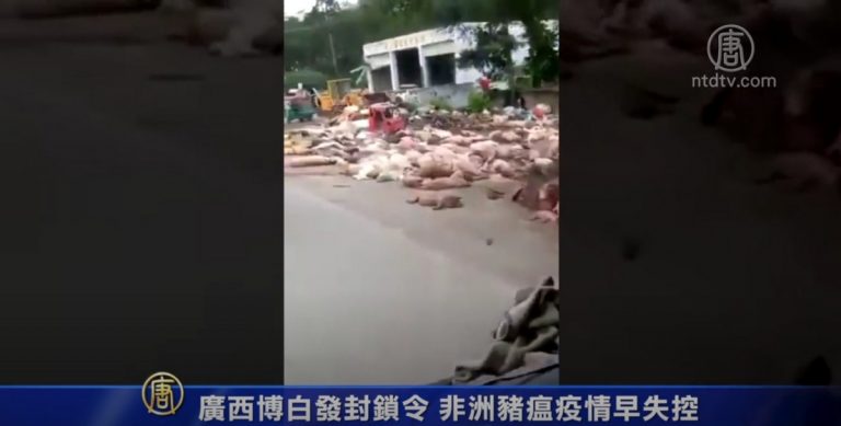 廣西博白發封鎖令 非洲豬瘟疫情早失控