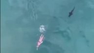 胆战心惊 无人机拍下鲨鱼紧追女泳客