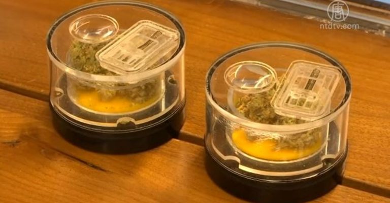 加州再現驚悚提案 強逼各地增開大麻店