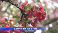 紐約皇后區植物園喬木節 民眾賞花迎春