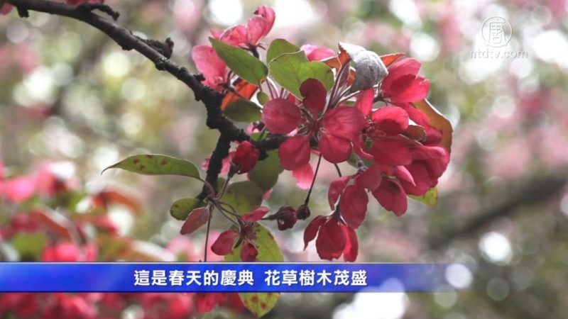 紐約皇後區植物園喬木節 民眾賞花迎春