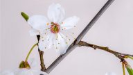 清貞之美