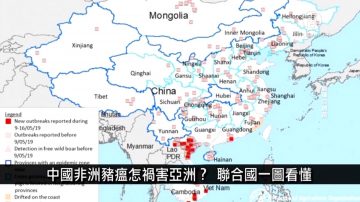 中国一分钟：中国非洲猪瘟怎祸害亚洲？联合国一图看懂