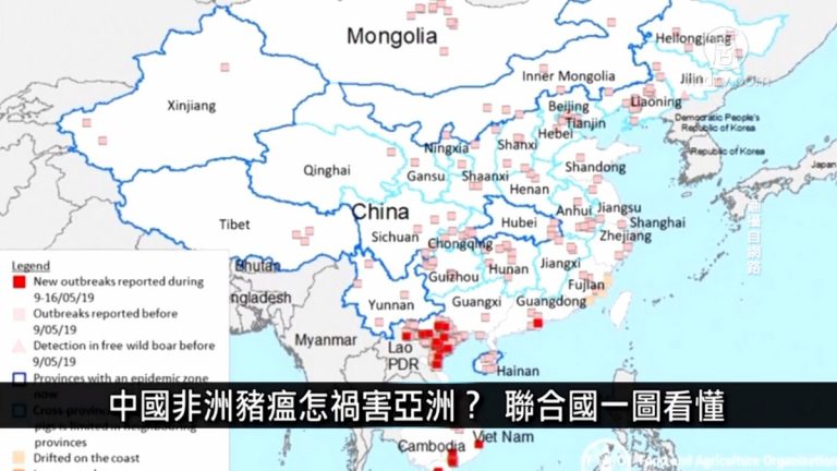 中國一分鐘：中國非洲豬瘟怎禍害亞洲？聯合國一圖看懂