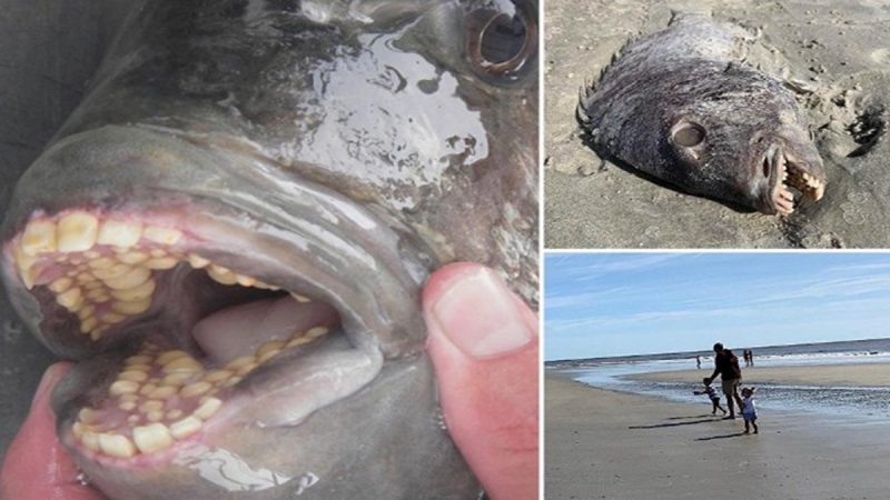 恐怖怪鱼满口“人牙” 冲上海滩吓坏游人