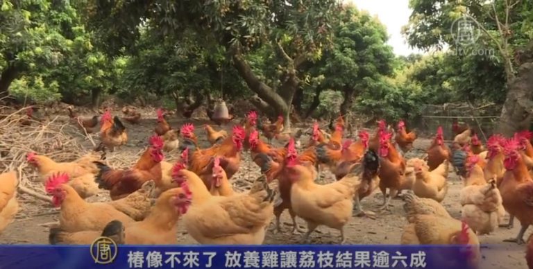 椿象不來了 放養雞讓荔枝結果逾六成