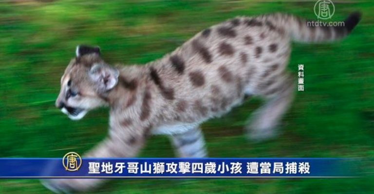 聖地牙哥山獅攻擊四歲小孩 遭當局捕殺
