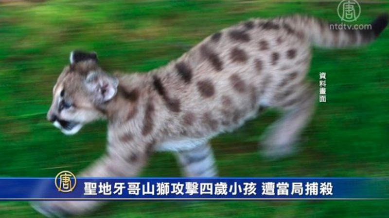 圣地牙哥山狮攻击四岁小孩 遭当局捕杀