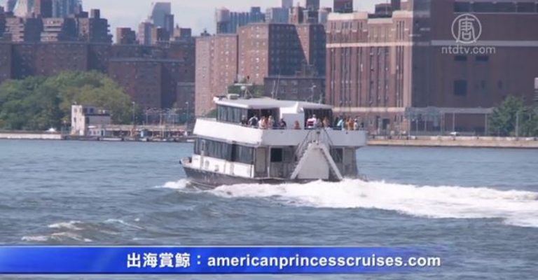 曬太陽 出海 賞鯨 紐約夏日坐船出行好去處
