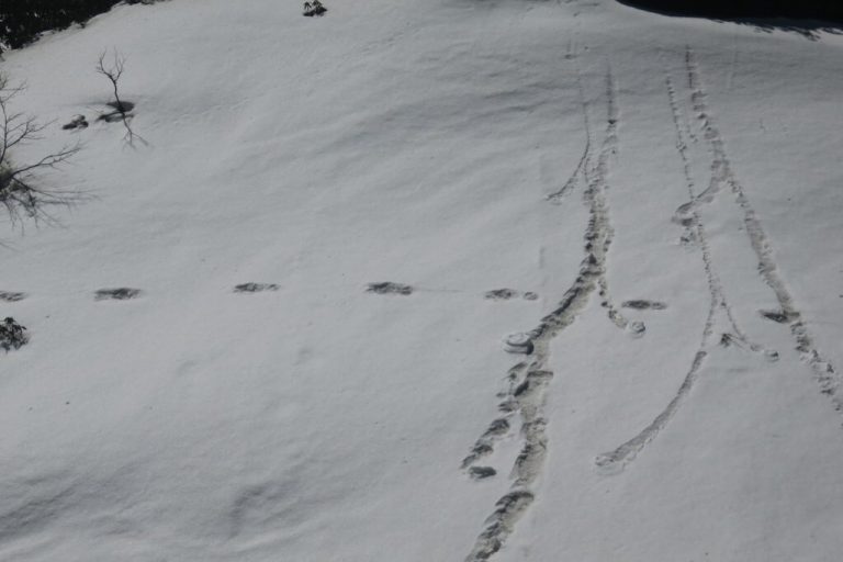 傳說成真？印度軍方登山隊宣布發現「雪人」足跡