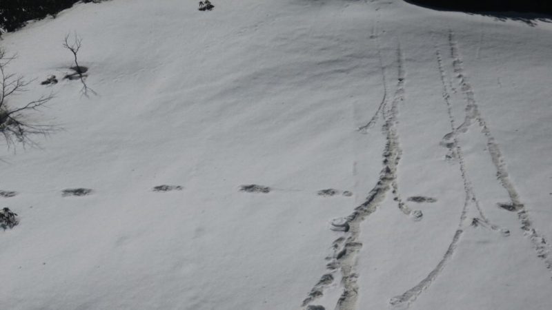 传说成真？印度军方登山队宣布发现“雪人”足迹