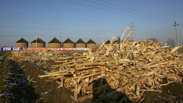 貿戰加劇糧食危機中共急清查糧食庫存 中國糧食危機 糧荒 新唐人中文電視台在線