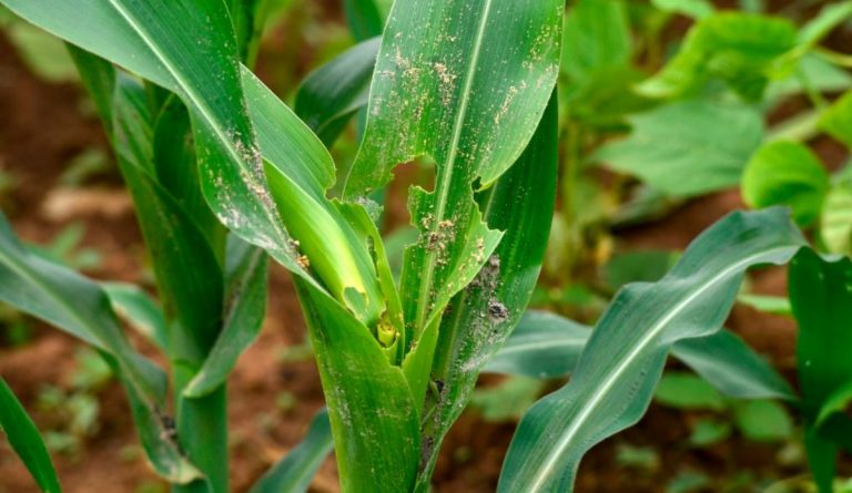 危害極大 「秋行軍蟲」肆虐中國 農業面臨巨大衝擊