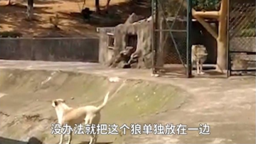 武漢動物園「以狗充狼」 園方回應是公狼女朋友