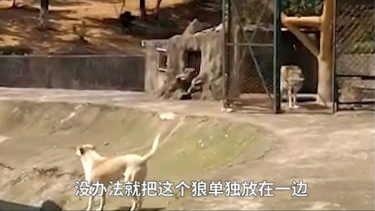 武漢動物園「以狗充狼」 園方回應是公狼女朋友