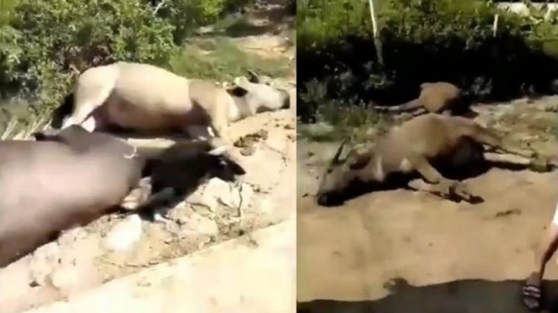 中国非洲猪瘟疫情未解 疑牛瘟爆发影片外流（视频）