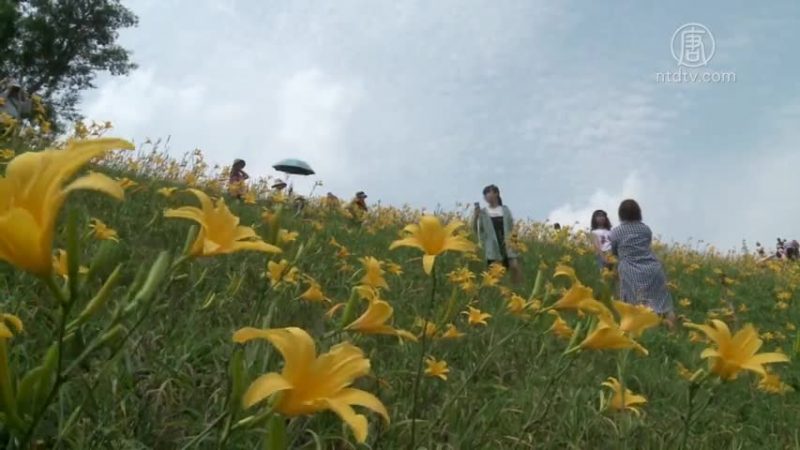 花壇虎山巖金針花滿山坡 色香味在這通通有