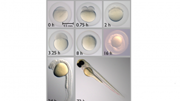新研究揭示生命胚胎發育如何開啟