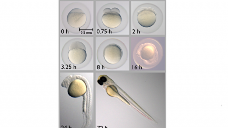 新研究揭示生命胚胎發育如何開啟